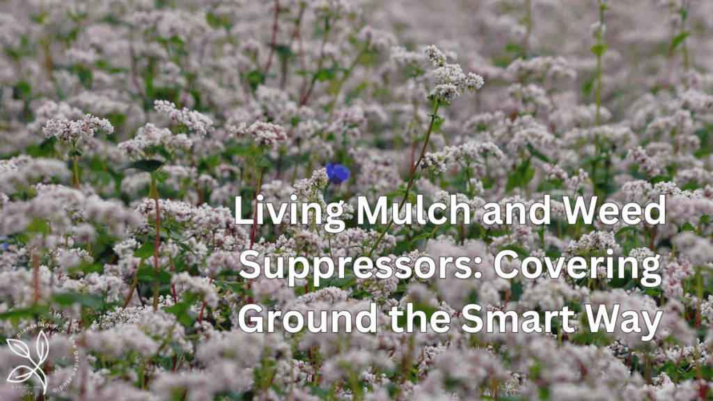 Field of blooming buckwheat used as living mulch and natural weed suppressant.