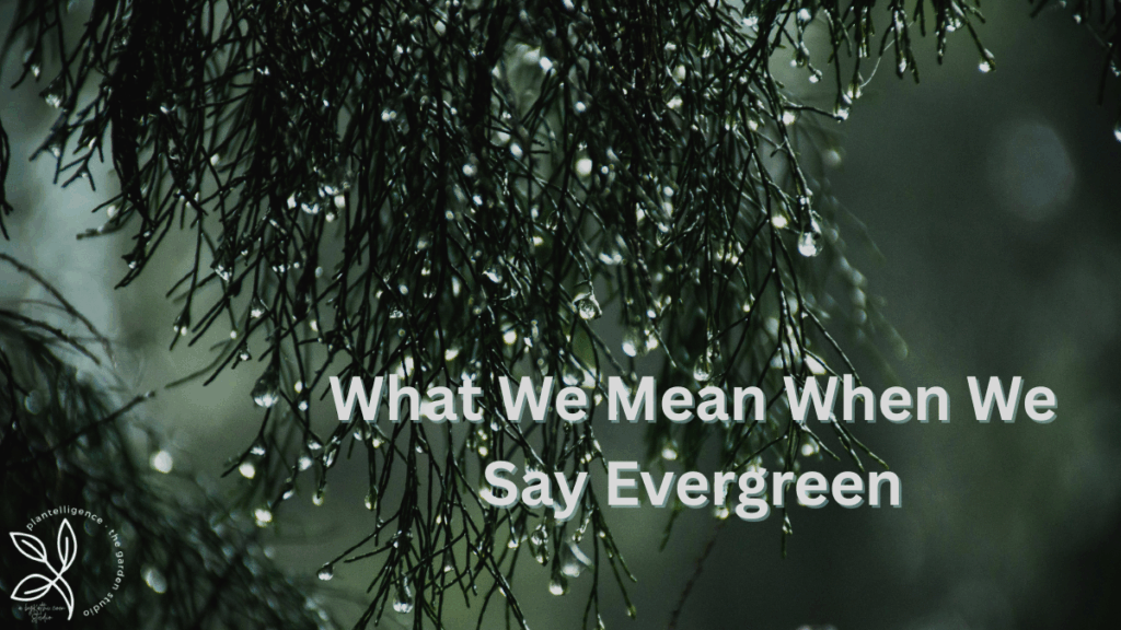 Evergreen branches glistening with raindrops in soft winter light, reflecting the meaning of evergreen as quiet endurance.