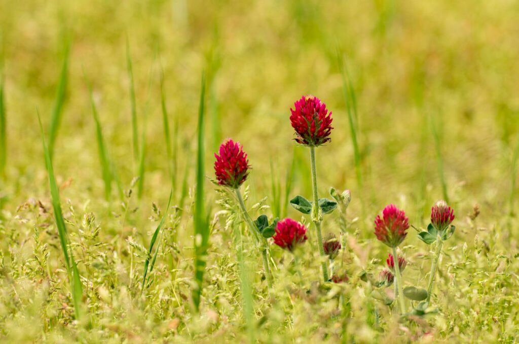 crimson clover