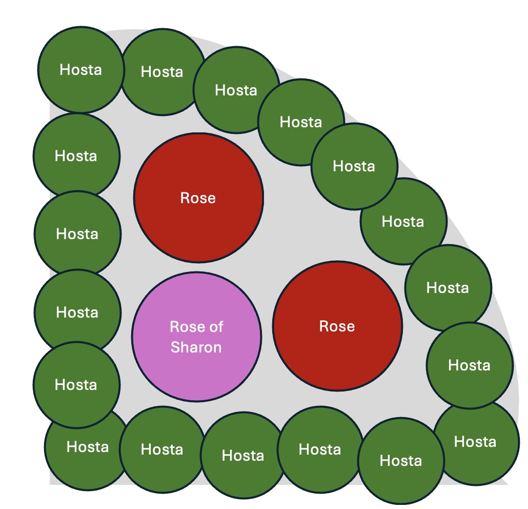 Planting plan layout for the quarter-circle bed — roses at corners, Rose of Sharon offset in back